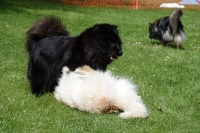 -Dateieigenschaften-Erstellungsdatum Lapphundetreffen Philippsthal 2022 (105).JPG