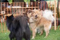 -Dateieigenschaften-Erstellungsdatum Lapphundetreffen Philippsthal 2022 (1109).JPG
