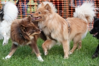 -Dateieigenschaften-Erstellungsdatum Lapphundetreffen Philippsthal 2022 (1122).JPG