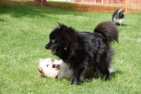 -Dateieigenschaften-Erstellungsdatum Lapphundetreffen Philippsthal 2022 (115).JPG