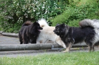 -Dateieigenschaften-Erstellungsdatum Lapphundetreffen Philippsthal 2022 (1151).JPG