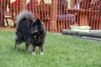 -Dateieigenschaften-Erstellungsdatum Lapphundetreffen Philippsthal 2022 (1168).JPG