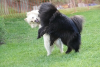 -Dateieigenschaften-Erstellungsdatum Lapphundetreffen Philippsthal 2022 (1187).JPG