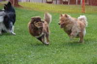 -Dateieigenschaften-Erstellungsdatum Lapphundetreffen Philippsthal 2022 (1207).JPG