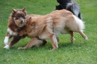 -Dateieigenschaften-Erstellungsdatum Lapphundetreffen Philippsthal 2022 (1208).JPG