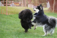 -Dateieigenschaften-Erstellungsdatum Lapphundetreffen Philippsthal 2022 (1217).JPG