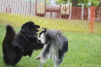 -Dateieigenschaften-Erstellungsdatum Lapphundetreffen Philippsthal 2022 (1229).JPG