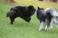 -Dateieigenschaften-Erstellungsdatum Lapphundetreffen Philippsthal 2022 (1231).JPG