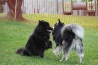 -Dateieigenschaften-Erstellungsdatum Lapphundetreffen Philippsthal 2022 (1236).JPG