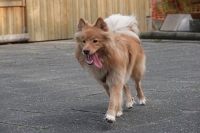 -Dateieigenschaften-Erstellungsdatum Lapphundetreffen Philippsthal 2022 (1264).JPG