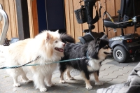 -Dateieigenschaften-Erstellungsdatum Lapphundetreffen Philippsthal 2022 (1303).JPG