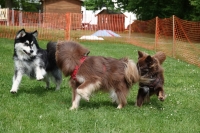 -Dateieigenschaften-Erstellungsdatum Lapphundetreffen Philippsthal 2022 (137).JPG
