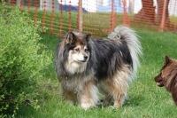 -Dateieigenschaften-Erstellungsdatum Lapphundetreffen Philippsthal 2022 (143).JPG