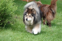 -Dateieigenschaften-Erstellungsdatum Lapphundetreffen Philippsthal 2022 (146).JPG