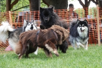 -Dateieigenschaften-Erstellungsdatum Lapphundetreffen Philippsthal 2022 (156).JPG