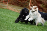 -Dateieigenschaften-Erstellungsdatum Lapphundetreffen Philippsthal 2022 (253).JPG