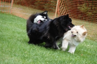 -Dateieigenschaften-Erstellungsdatum Lapphundetreffen Philippsthal 2022 (254).JPG