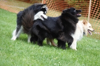 -Dateieigenschaften-Erstellungsdatum Lapphundetreffen Philippsthal 2022 (255).JPG