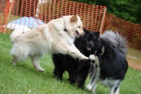 -Dateieigenschaften-Erstellungsdatum Lapphundetreffen Philippsthal 2022 (266).JPG