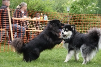 -Dateieigenschaften-Erstellungsdatum Lapphundetreffen Philippsthal 2022 (276).JPG