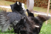 -Dateieigenschaften-Erstellungsdatum Lapphundetreffen Philippsthal 2022 (296).JPG