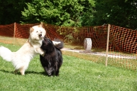-Dateieigenschaften-Erstellungsdatum Lapphundetreffen Philippsthal 2022 (322).JPG