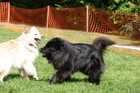 -Dateieigenschaften-Erstellungsdatum Lapphundetreffen Philippsthal 2022 (325).JPG