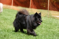 -Dateieigenschaften-Erstellungsdatum Lapphundetreffen Philippsthal 2022 (361).JPG