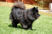 -Dateieigenschaften-Erstellungsdatum Lapphundetreffen Philippsthal 2022 (362).JPG