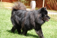 -Dateieigenschaften-Erstellungsdatum Lapphundetreffen Philippsthal 2022 (363).JPG
