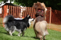 -Dateieigenschaften-Erstellungsdatum Lapphundetreffen Philippsthal 2022 (370).JPG