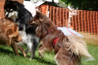 -Dateieigenschaften-Erstellungsdatum Lapphundetreffen Philippsthal 2022 (376).JPG