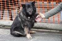 -Dateieigenschaften-Erstellungsdatum Lapphundetreffen Philippsthal 2022 (437).JPG
