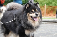 -Dateieigenschaften-Erstellungsdatum Lapphundetreffen Philippsthal 2022 (467).JPG