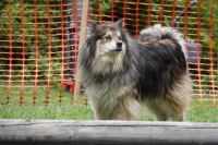 -Dateieigenschaften-Erstellungsdatum Lapphundetreffen Philippsthal 2022 (475).JPG