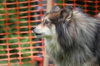 -Dateieigenschaften-Erstellungsdatum Lapphundetreffen Philippsthal 2022 (477).JPG