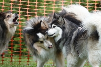 -Dateieigenschaften-Erstellungsdatum Lapphundetreffen Philippsthal 2022 (490).JPG