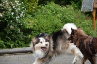 -Dateieigenschaften-Erstellungsdatum Lapphundetreffen Philippsthal 2022 (498).JPG