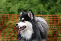 -Dateieigenschaften-Erstellungsdatum Lapphundetreffen Philippsthal 2022 (513).JPG