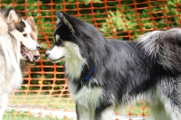 -Dateieigenschaften-Erstellungsdatum Lapphundetreffen Philippsthal 2022 (517).JPG