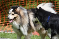 -Dateieigenschaften-Erstellungsdatum Lapphundetreffen Philippsthal 2022 (518).JPG