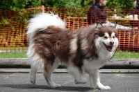 -Dateieigenschaften-Erstellungsdatum Lapphundetreffen Philippsthal 2022 (519).JPG