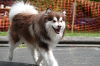 -Dateieigenschaften-Erstellungsdatum Lapphundetreffen Philippsthal 2022 (521).JPG