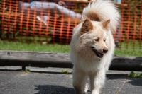 -Dateieigenschaften-Erstellungsdatum Lapphundetreffen Philippsthal 2022 (546).JPG