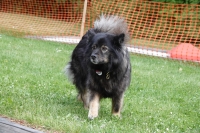 -Dateieigenschaften-Erstellungsdatum Lapphundetreffen Philippsthal 2022 (55).JPG