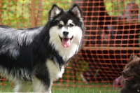 -Dateieigenschaften-Erstellungsdatum Lapphundetreffen Philippsthal 2022 (555).JPG