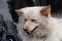 -Dateieigenschaften-Erstellungsdatum Lapphundetreffen Philippsthal 2022 (577).JPG