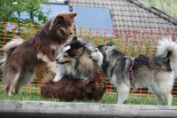 -Dateieigenschaften-Erstellungsdatum Lapphundetreffen Philippsthal 2022 (580).JPG
