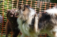 -Dateieigenschaften-Erstellungsdatum Lapphundetreffen Philippsthal 2022 (594).JPG
