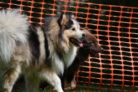 -Dateieigenschaften-Erstellungsdatum Lapphundetreffen Philippsthal 2022 (595).JPG